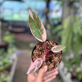 Philodendron Pink Rose Variegated Ornamental Plant Green Plant
