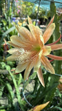King Midas epiphyllum cutting Orchids