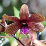 ( 62-5) Den.(Thongchai Gold x Candy Stripe)    young plant Orchids