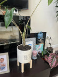 Zebra Alocasia Orchids