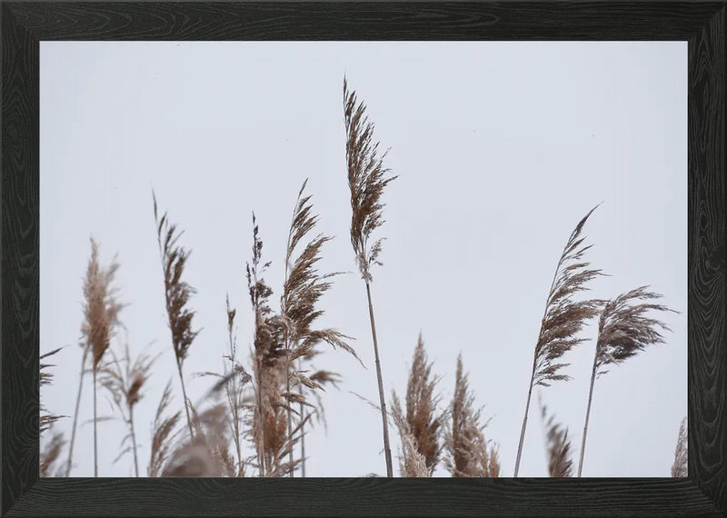 Pampas Grass II Framed Wall Art Poster Canvas Print Picture Pampas Grass