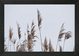 Pampas Grass II Framed Wall Art Poster Canvas Print Picture Pampas Grass