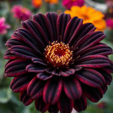20 Dark Prince Zinnia Seeds Giant Beautiful Flower Colorful Flower Garden Garden Plants