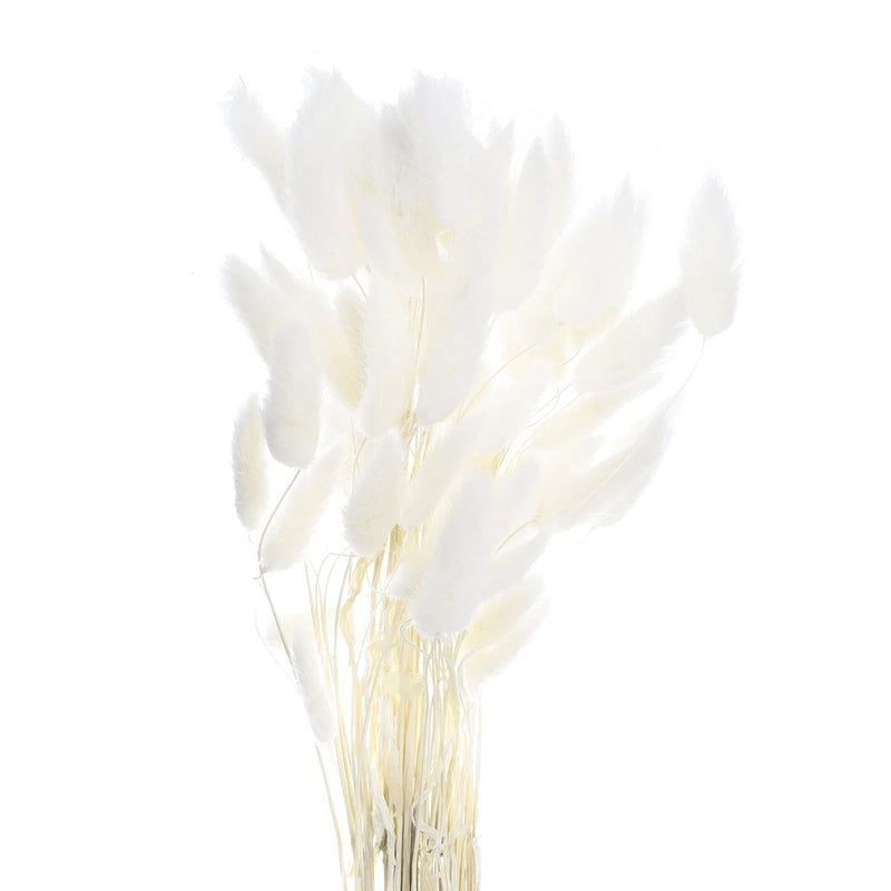 60pcs Natural Bunny Tails Dried Flowers 16" Mini Pampas Grass, White Dried Flower