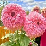 50PCS Pink Giant Teddy Bear Sunflower Seeds - Rare Fluffy Blooms for a Unique Sunflower