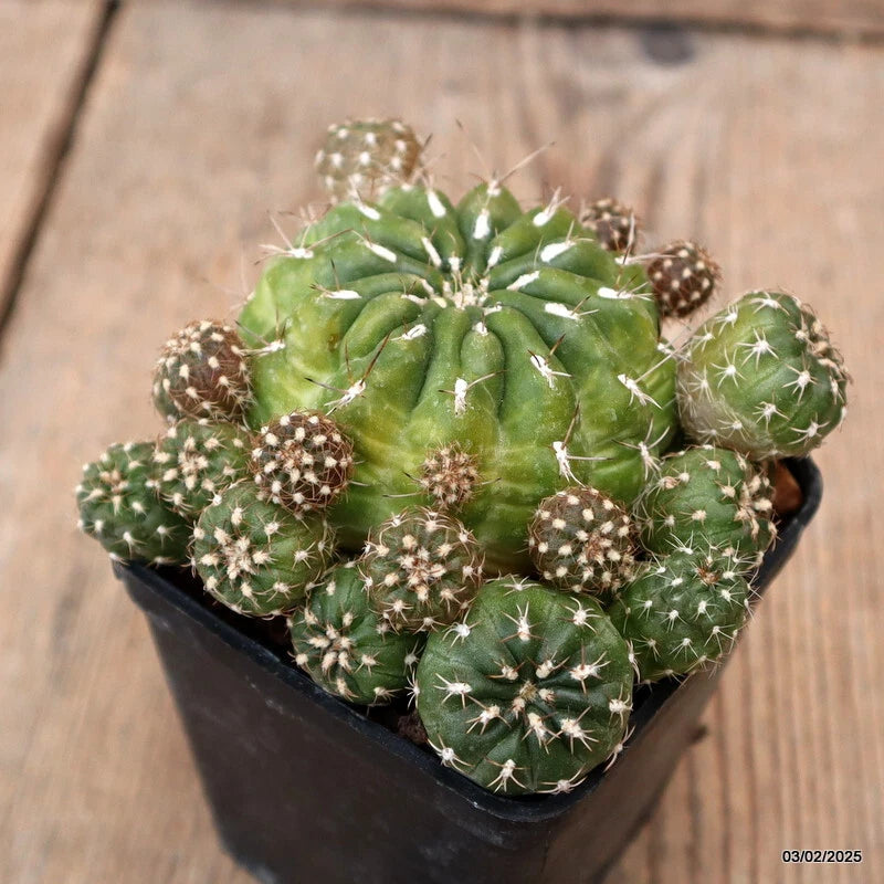 Green cactus plant with spiny round pads in a black square pot