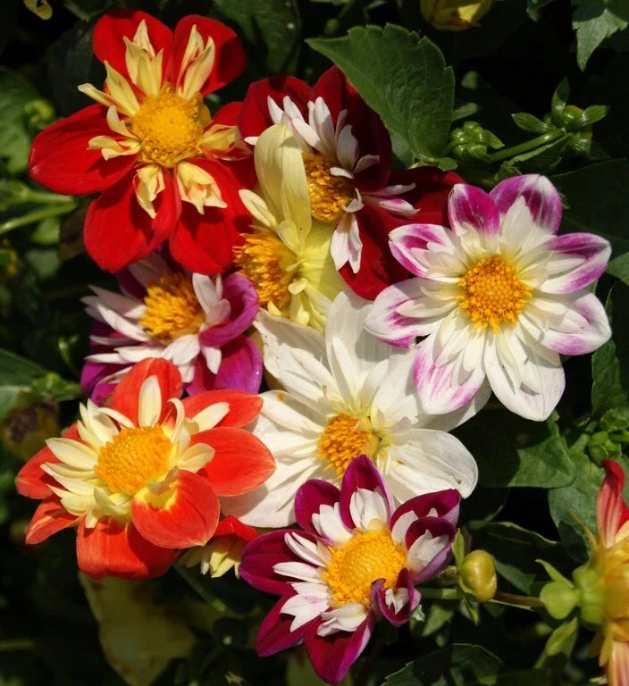 Dahlia se@ds, 100 Dahlia Dandy se@ds, Ukrainian organic SW1083 Flowering Plants