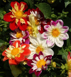 Dahlia se@ds, 100 Dahlia Dandy se@ds, Ukrainian organic SW1083 Flowering Plants