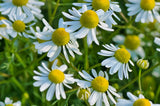 6,500 Organic German Chamomile Seeds - Matricaria chamomilla Calming Herbal Tea Garden Plants