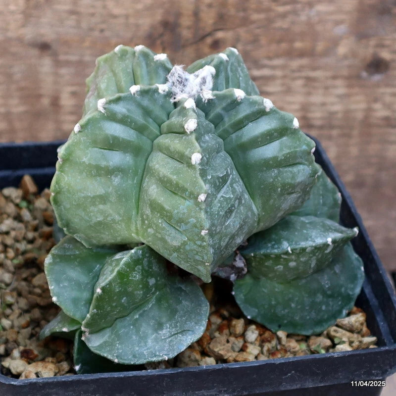 D1326 ASTROPHYTUM MYRIOSTIGMA KIKKO GRAFT pot14-H13-W14 cm MaMa Cactu Green Plant