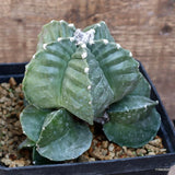 D1326 ASTROPHYTUM MYRIOSTIGMA KIKKO GRAFT pot14-H13-W14 cm MaMa Cactu Green Plant