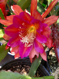 25+ SEEDS Epiphyllum Orchid Cactus LIBERTY SUPER ALF x LETTY MAE free shipping Orchids