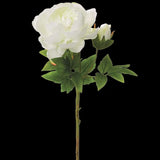 Gorgeous single stem white peony with bud Peony