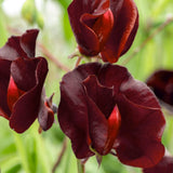 10 BLACK KNIGHT SWEET PEA Lathyrus Odoratus Vine Flower Seeds *Flat S/H Flowering Plants