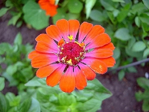 ZINNIA WHIRLYGIG BI-COLOR FLOWER SEEDS MIX    Long Lasting Annual Garden Plants