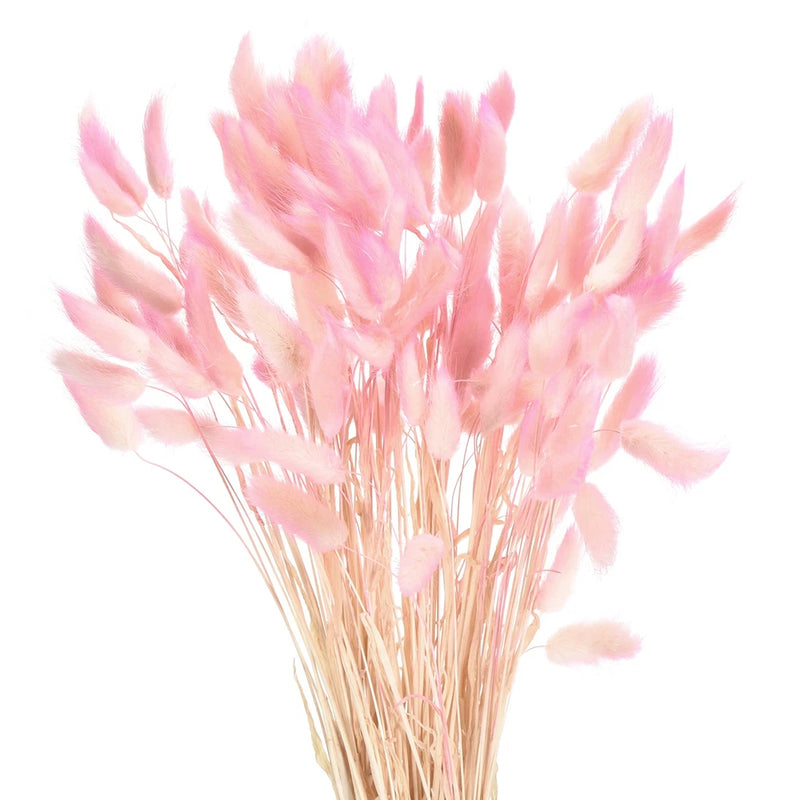 Light pink dried bunny tail flowers bunch with fluffy feathery tops