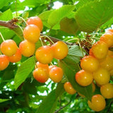 Yellow Jamaican Cherry Tree Muntingia calabura ~ Rooted Starter Plant Garden Plants