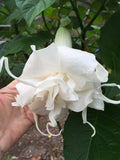ROOTED Brugmansia PAPA's GIRLS Angel Trumpet Tropical Small Plant Green Plant