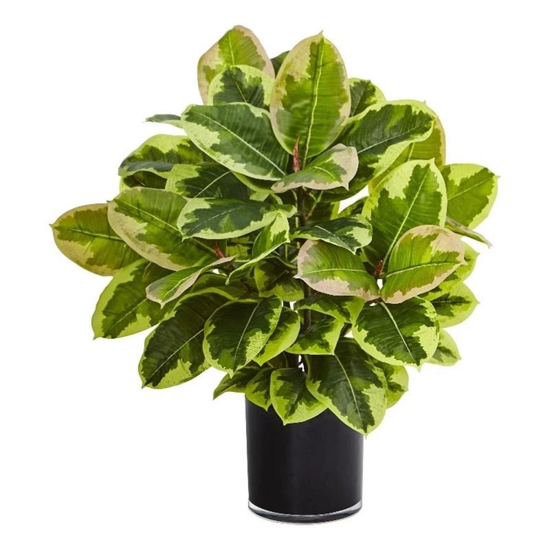 Nearly Natural Artificial Rubber Plant in Glossy Cylinder (Real Touch) in Green Green Plant