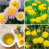 8000+ Dandelion Seeds for Planting Wild Flower Garden Home Seeds Garden Plants