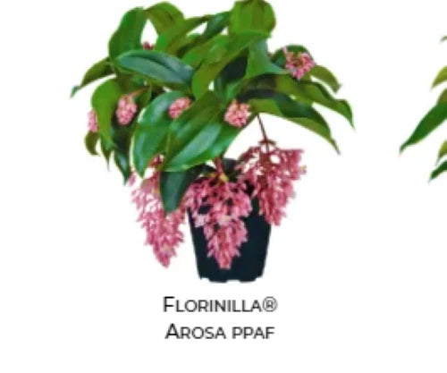 AROSA Medinilla orchid starter plant in black pot, glossy green leaves, pink flower clusters