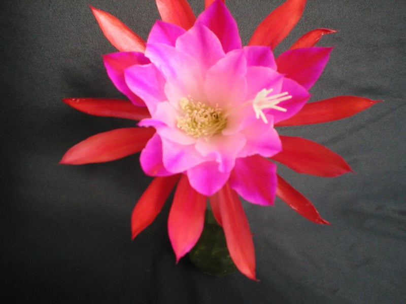 Orchid cactus flower with pink petals, red accents, and a yellow center