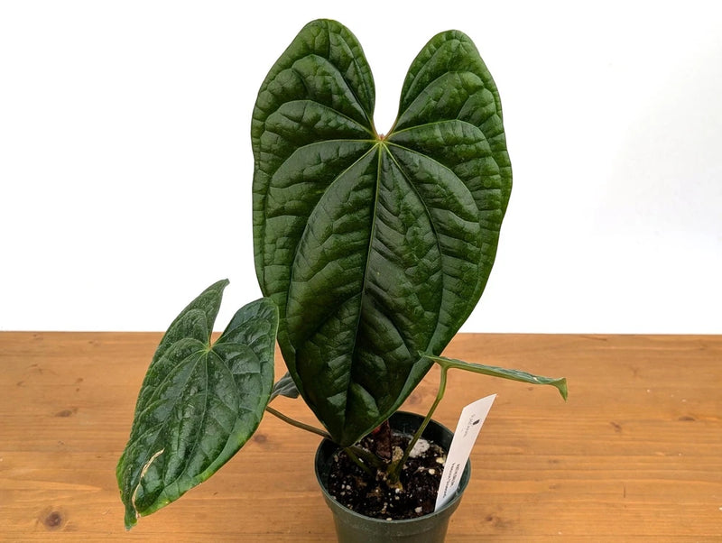 Anthurium plant in small pot with dark green heart-shaped leaves