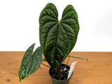 Anthurium Amazon Diamond in assorted 4 inch pots ONE or more leaves Orchids
