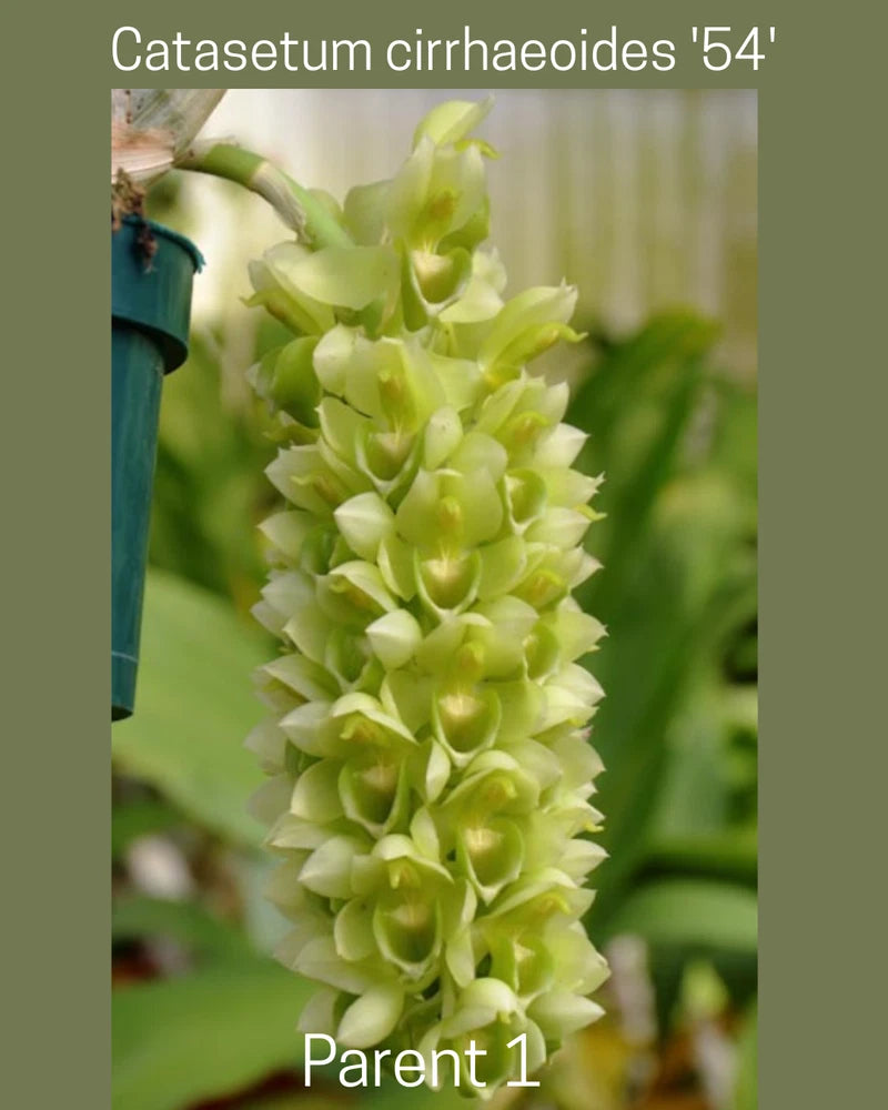 Catasetum orchid with pale green clustered blooms in a small pot