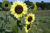 50 Lemon Queen Sunflower Seeds Ð Beautiful, Heirloom, Stunning Yellow Blooms Sunflower
