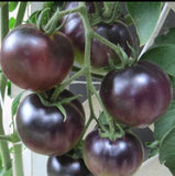 Black Russian Cherry Tomatoes 20+ Seeds (Rare & Exotic Tomato Seeds) Flowering Plants