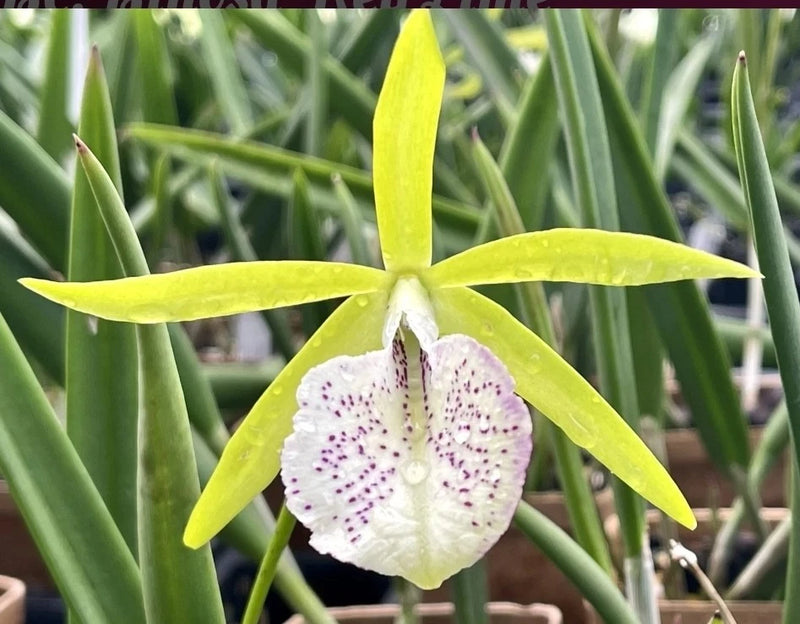 Blooming orchid with yellow-green star petals and white lip with purple speckles