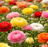 Ranunculus Mixed Color Bulbs Ð 50 Jumbo Flowering, Spring Blooms Ð From HPN Ranunculus