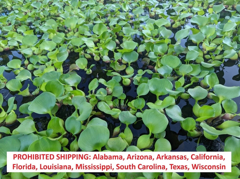 10 Water Hyacinth Pond Plant Floating Live READ DESCRIPTION Green Plant