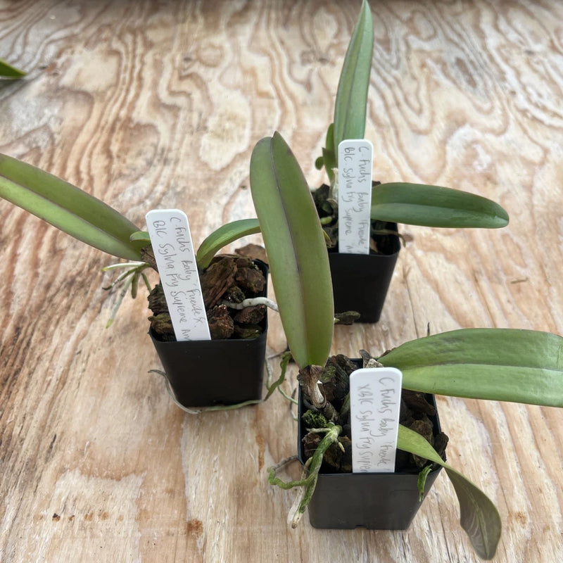 Orchid seedlings in three small black pots with green straplike leaves and plant labels