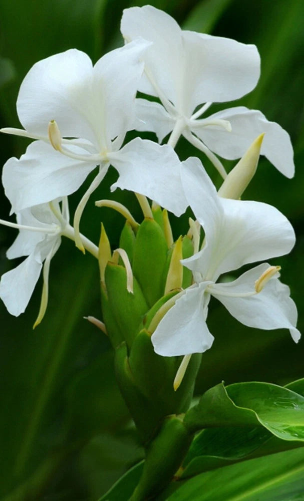 White Butterfly Ginger Lily(Hedychium Coronarium)Fragrant Fully Rooted Liveplant Lily