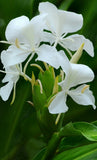 White Butterfly Ginger Lily(Hedychium Coronarium)Fragrant Fully Rooted Liveplant Lily