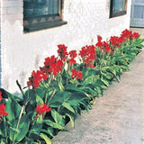 $5.50 Garden Plants