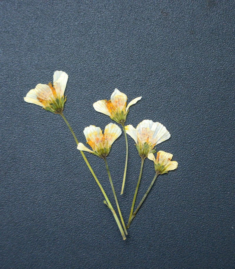White and yellow pressed flowers with thin green stems, resin craft floral pieces