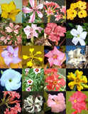 PACHYPODIUM variety MIX magadascar palm rare caudex desert bonsai cacti 20 seeds Garden Plants