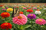 California Giant Zinnia Seeds King 5" Flowers Multi Color Flowering Plants
