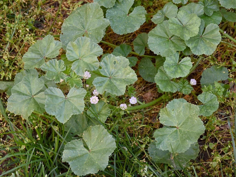 100+ Common Mallow (Malva neglecta) Seeds Ð Hardy Pink Wildflower Ð Easy Grow Gr Flowering Plants