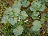 100+ Common Mallow (Malva neglecta) Seeds Ð Hardy Pink Wildflower Ð Easy Grow Gr Flowering Plants
