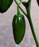 EARLY JALAPENO PEPPER SEEDS 50+ HOT spicy VEGETABLE garden PLANT Mexican Cuisine Garden Plants
