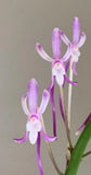 Nice Japanese Miniature - Neofinetia falcata benitengu Orchids