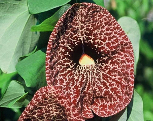 Aristolochia grandiflora | Pelican Flower | 5_Seeds Flowering Plants