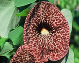 Aristolochia grandiflora | Pelican Flower | 5_Seeds Flowering Plants