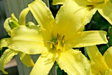 5 TETRINA'S DAUGHTER DAYLILY SEEDS  -  Hemerocallis 'Tetrina's Daughter' Garden Plants