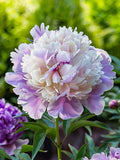 Imported Double Holland Peony Flower Bulbs Pack of 1 Bulbs Peony