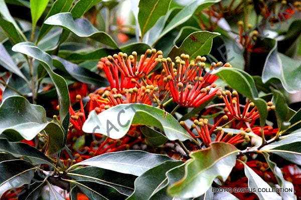 STENOCARPUS SINUATUS firewheel tree @J@ rare exotic flowering trees seed 5 SEEDS Orchids